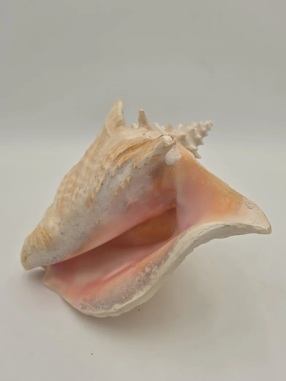 Queen Conch Shell – Large, Glossy Pink
